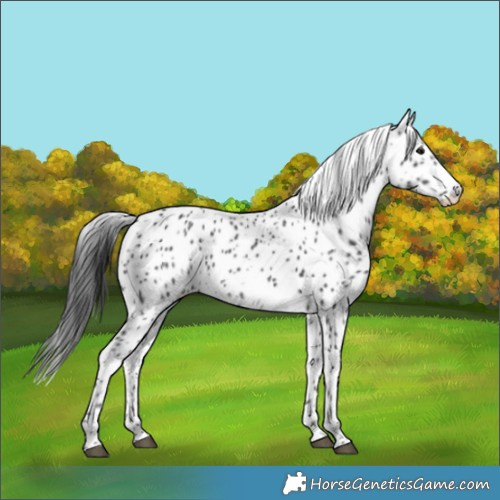 Horse Color:Black Appaloosa 