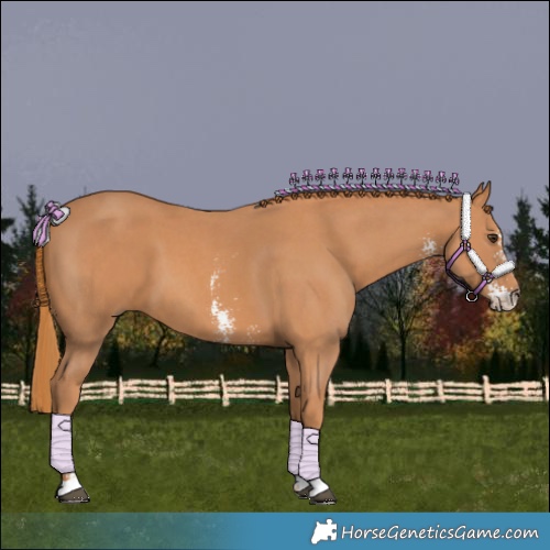 Horse Color:Chestnut Sabino