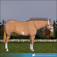 Horse Color:Chestnut Sabino 