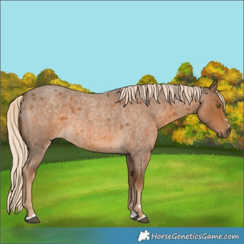 Horse Color:Chocolate Palomino Roan 