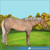 Horse Color:Chocolate Palomino Roan