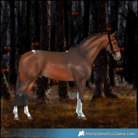 Horse Color:Bay Tobiano Rabicano 