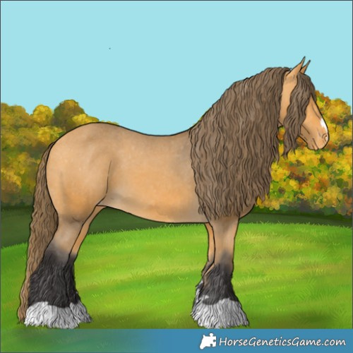 Horse Color:Buckskin Appaloosa 
