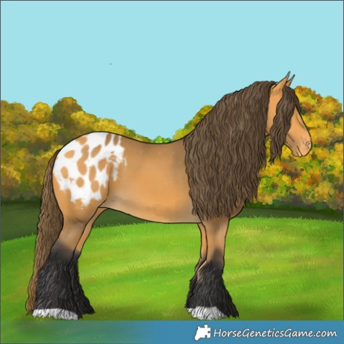 Horse Color:Buckskin Appaloosa 