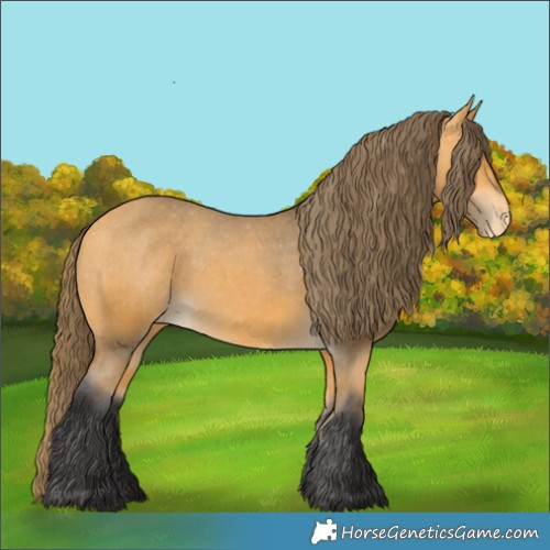 Horse Color:Buckskin Appaloosa 