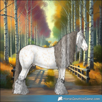 Horse Color:Buckskin Near Leopard 