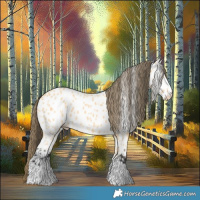 Horse Color:Buckskin Appaloosa 