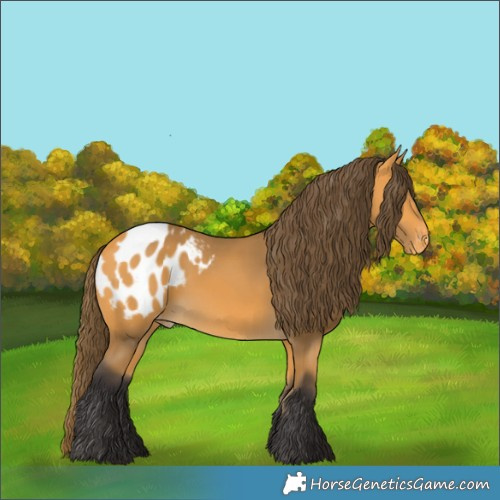 Horse Color:Buckskin Appaloosa 