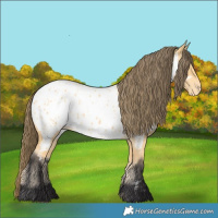 Horse Color:Buckskin Appaloosa 