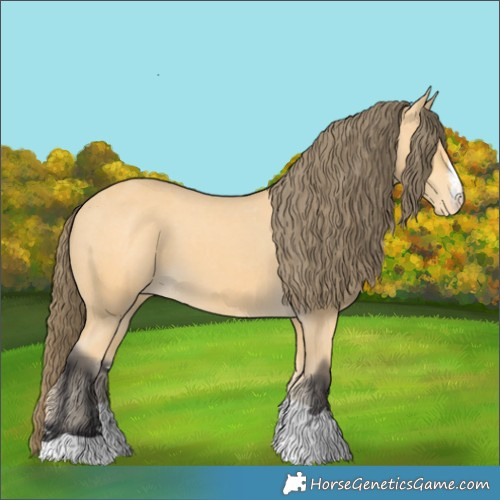 Horse Color:Buckskin Appaloosa
