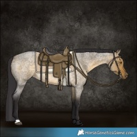 Horse Color:Buckskin Roan Dun 