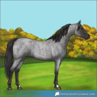 Horse Color:Smoky Blue Roan 
