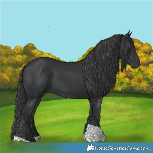 Horse Color:Black Tobiano Rabicano 