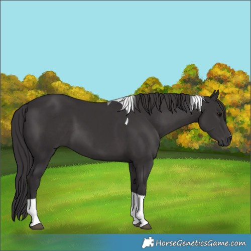 Horse Color:Smoky Black Tobiano 