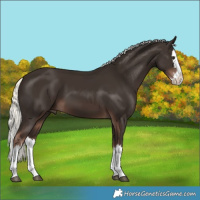 Horse Color:Liver Chestnut Mushroom Splash 