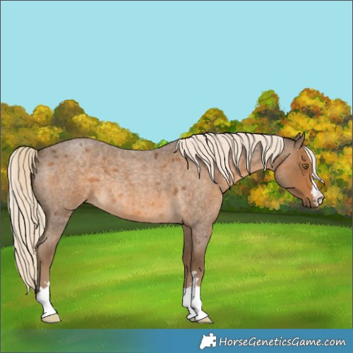 Horse Color:Chocolate Palomino Roan