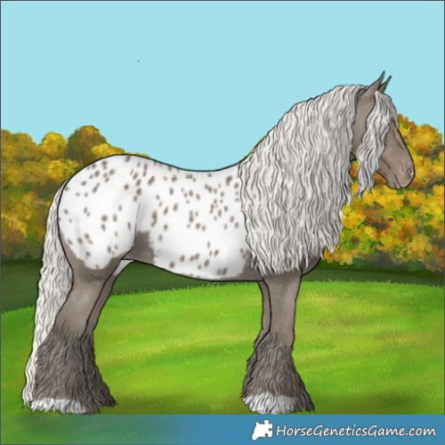 Horse Color:Silver Smoky Black Appaloosa