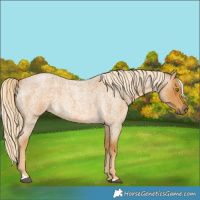 Horse Color:Palomino Roan