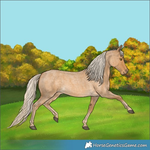 Horse Color:Palomino Roan 