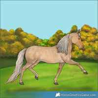 Horse Color:Palomino Roan 