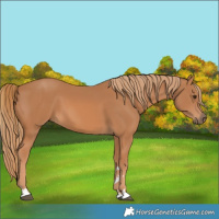 Horse Color:Chestnut 