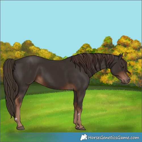 Horse Color:Liver Chestnut 