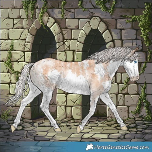 Horse Color:Powder White Silver Bay Dun Splash 