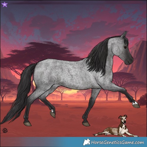 Horse Color:Smoky Blue Roan 