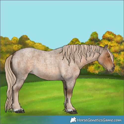 Horse Color:Chocolate Palomino Roan