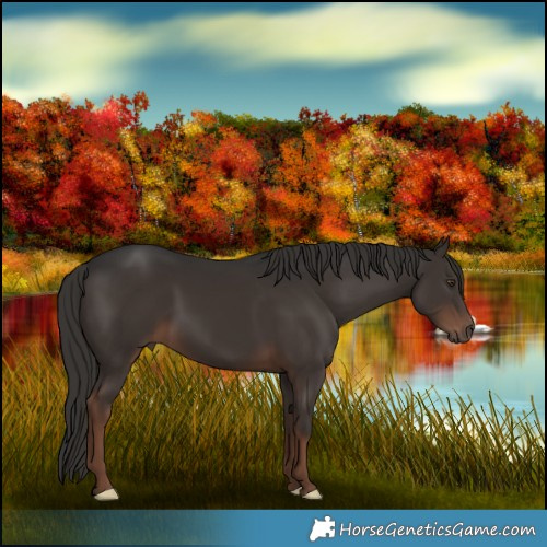 Horse Color:Liver Chestnut 