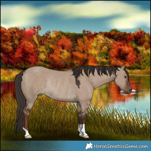 Horse Color:Liver Red Dun Rabicano 