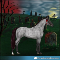 Horse Color:Smoky Blue Roan 