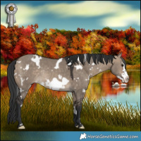 Horse Color:White Spotted Brown Dun Frame Rabicano