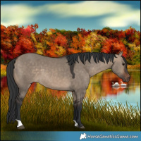 Horse Color:Brown Dun 