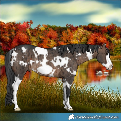 Horse Color:White Spotted Brown Dun Frame Rabicano Brindle 