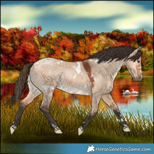 Horse Color:White Spotted Bay Dun Rabicano 