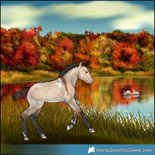 Horse Color:White Spotted Bay Dun Rabicano