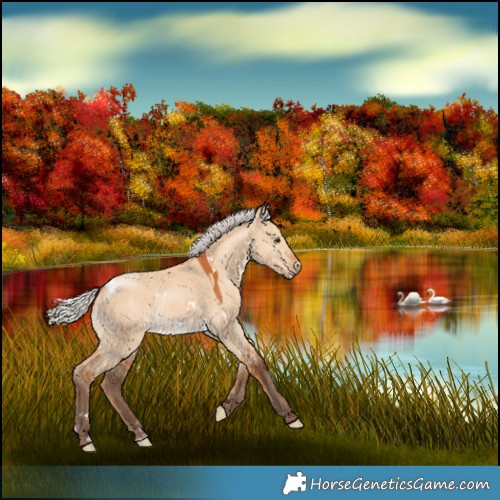 Horse Color:White Spotted Silver Bay Dun