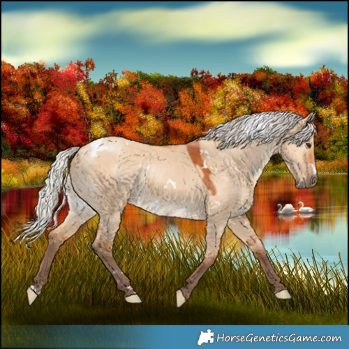 Horse Color:White Spotted Silver Bay Dun 