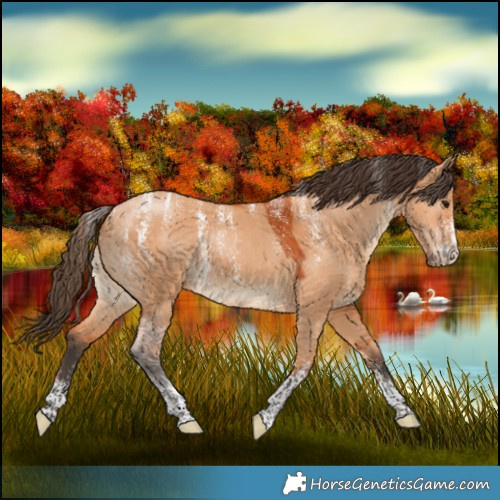 Horse Color:Powder White Bay Dun 