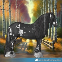Horse Color:White Spotted Black