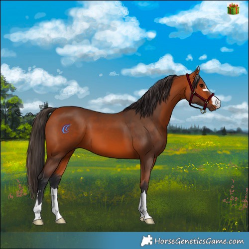 Horse Color:Bay 