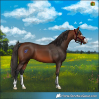 Horse Color:Bay 