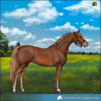 Horse Color:Chestnut 