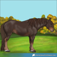 Horse Color:Liver Chestnut 