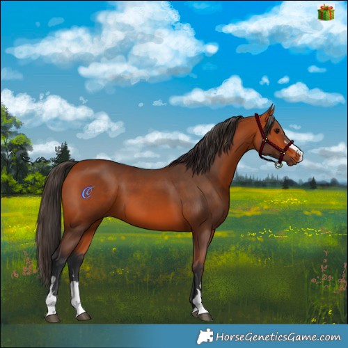 Horse Color:Bay 