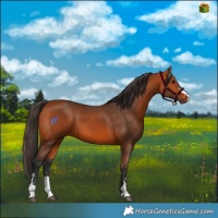 Horse Color:Bay 