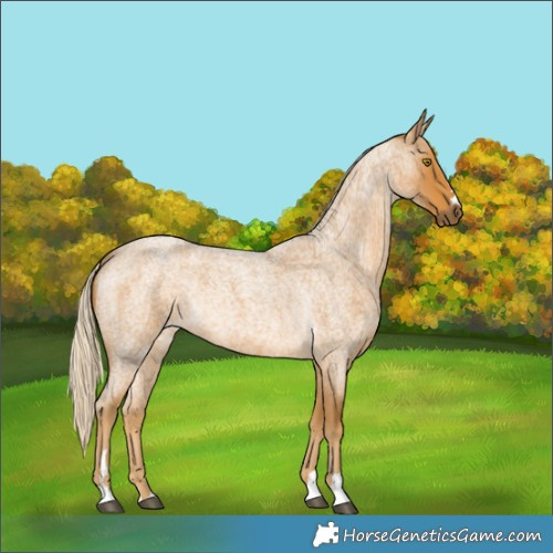 Horse Color:Palomino Roan
