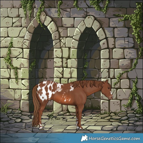 Horse Color:Chestnut Appaloosa 