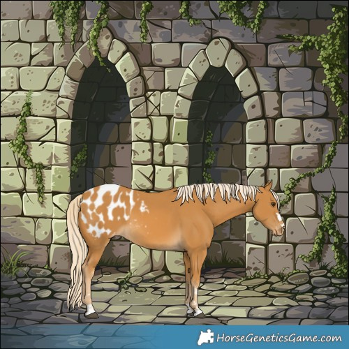 Horse Color:Palomino Appaloosa 
